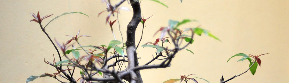 Modjeska Reading Group